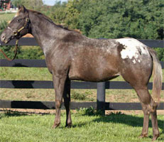 KyEHC Horse of the Week: Storm
