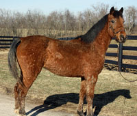 KyEHC Horse of the Week: Strawberry