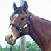 KyEHC Horse of the Week: Wild Sign