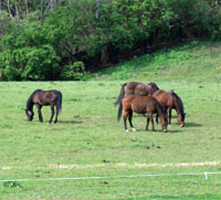 Horses at the KyEHC
