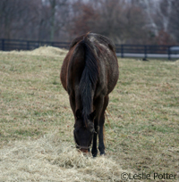 Thoroughbred grazing at the KyEHC