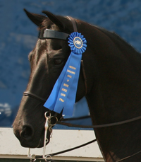 Blue ribbon show horse