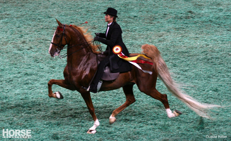 Multi-breed challenge at the Alltech National Horse Show