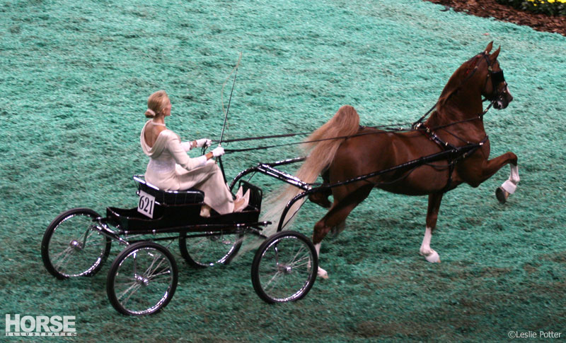 Multi-breed challenge at the Alltech National Horse Show