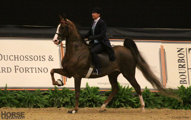 Multi-breed challenge at the Alltech National Horse Show