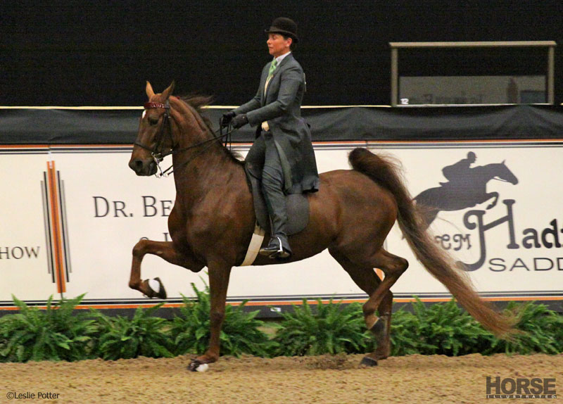 Multi-breed challenge at the Alltech National Horse Show