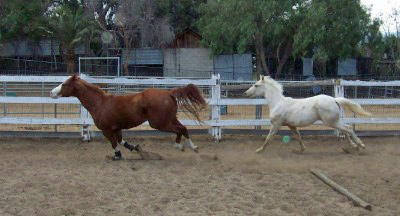 Cowboy and Wally gallop