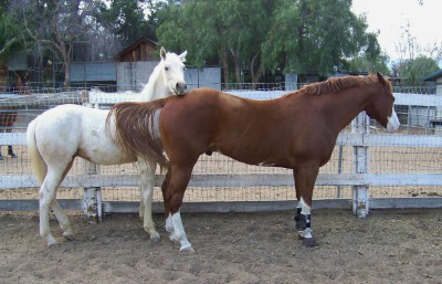 Cowboy and Wally resting