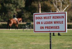 Tips to keep your dog calm at horse shows