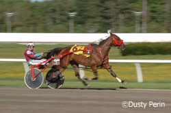 Harness racing action shot