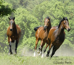 Horses at play