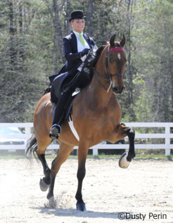 Saddle seat show horse