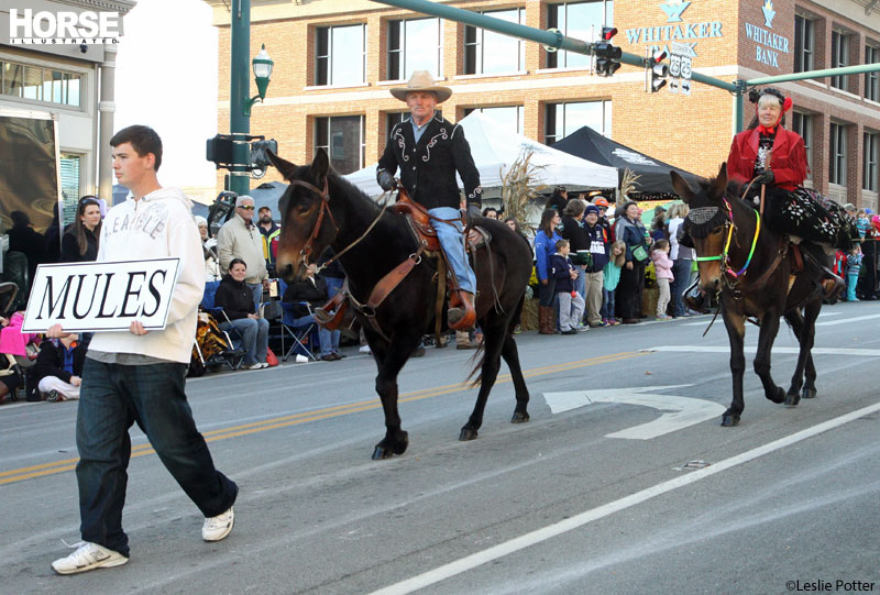 Festival of the Horse