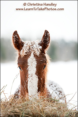 Harry next to the hay