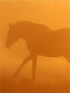 Horse Illustrated Cover - Before