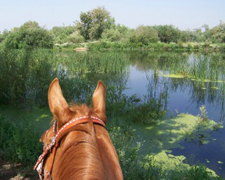 Life with Horses - Water Baby