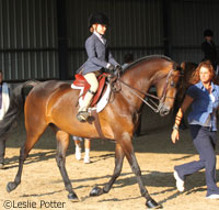 Morgan Horse