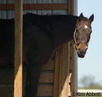 The KyEHC opened in 2007 as a rescue for horses who no longer had owners