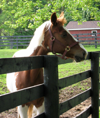 The Near Side - Ponies & Peonies