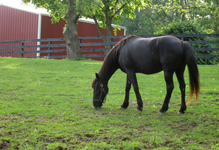 The Near Side - Ponies & Peonies