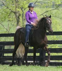 Easy Riders - the smoothest trail riding horses