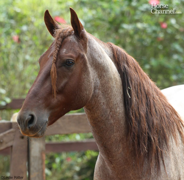 Mangalarga Marchador