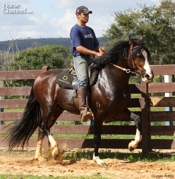 Mangalarga Marchador