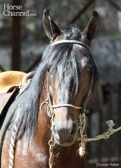 Mangalarga Marchador