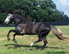gray horse gallop