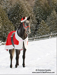 Make a horse Santa blanket