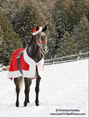 Santa Horse