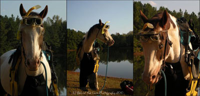 HI Horse Halloween Costume Contest 2nd Place