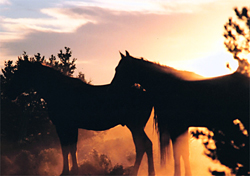 Abstract photos of horses, such as this one, are found far less often- Horses in Harmony