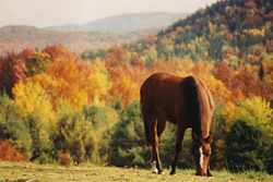 Seasonal colors around the horse can improve the overall look of the shot- Horses in Harmony