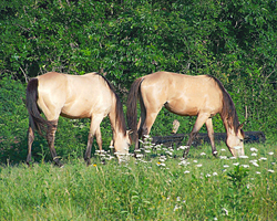 Sharp focus on a horse is key to having a successful photo- Horses in Harmony