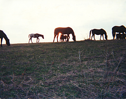 Pairs and groups of horses make for great photos- Horses in Harmony
