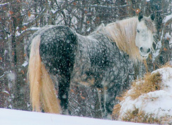 Horse Illustrated 2008 Photo Contest 2nd Place- Laura Plumley