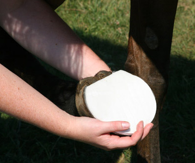 Treating a Hoof Abscess Step 4