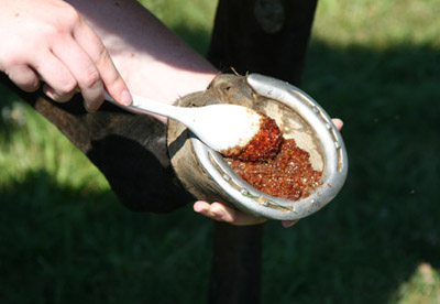 Alternate Treatment of a Hoof Abscess Step 2