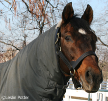 Alysheba is finally making his return to the Kentucky Horse Park's Hall of Champions