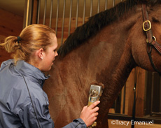 Body clipping a horse