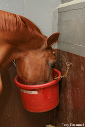 HorseChannel.com breaks down some of the ingredients your likely to see on your horse food label