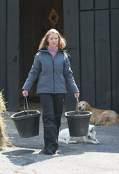 Winter horse barn chores