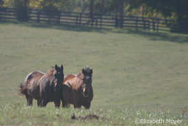 Horses at the KY Equine Humane Center