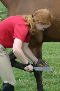 Examine the shoe-less hoof and file down any sharp pieces if necessary