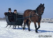 A one-horse open sleigh