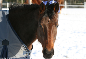 Tips and advice gives you information on how to blanket your horse