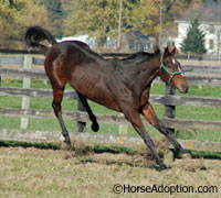 Thoroughbred in turnout