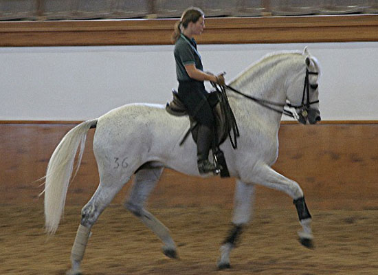 Student at the Royal School of Equestrian Art (RSEA)