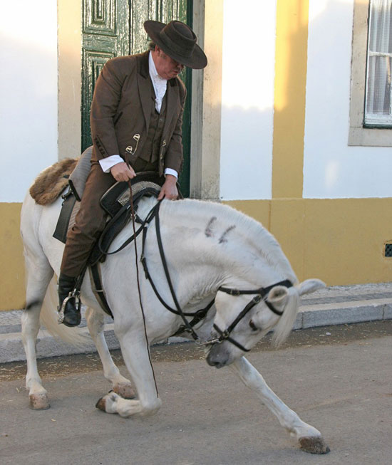 A stallion takes a bow at the Feira Nacional do Cavolo